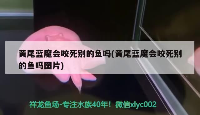 黃尾藍魔會咬死別的魚嗎(黃尾藍魔會咬死別的魚嗎圖片)（祥龍魚場黃尾藍魔會咬死別的魚嗎，黃尾藍魔會咬死別的魚嗎）