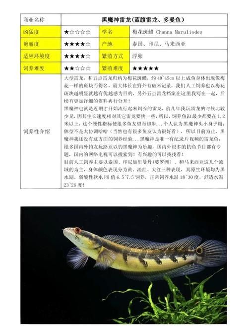 黑魔神雷龍魚有哪些品種（關于黑魔神雷龍魚的一些基本信息）