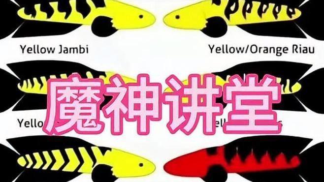 黑魔神雷龍魚有哪些品種（關于黑魔神雷龍魚的一些基本信息）