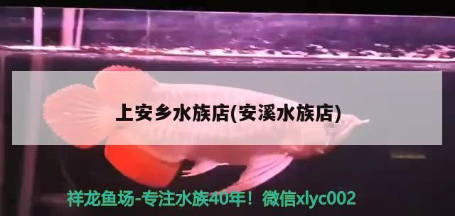 上安鄉水族店(安溪水族店)（威海安鄉水族市場）
