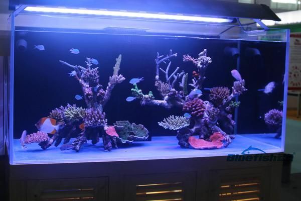 在家制作魚缸(自己動手制作魚缸)（在家制作魚缸大小并設計魚缸圖紙及自己動手制作魚缸）