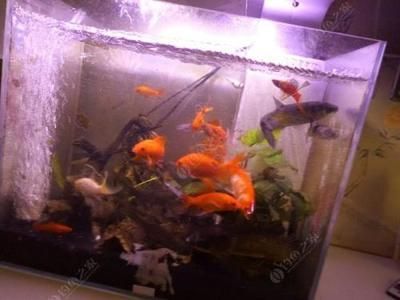 鱘龍魚的營養價值及功效（鱘龍魚的營養價值及功效與禁忌）（鱘龍魚的營養價值）