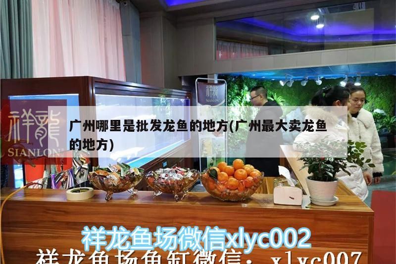 廣州哪里是批發龍魚的地方(廣州最大賣龍魚的地方)（廣州哪里是批發龍魚批發市場、廣州哪里是批發龍魚的地方）