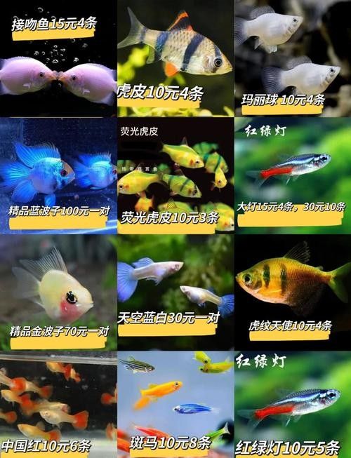 哪些因素會影響觀賞魚的價格