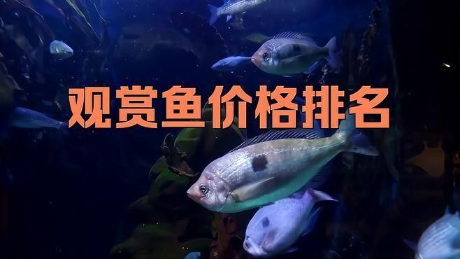 哪些因素會影響觀賞魚的價格