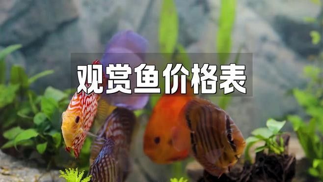 哪些因素會影響觀賞魚的價格