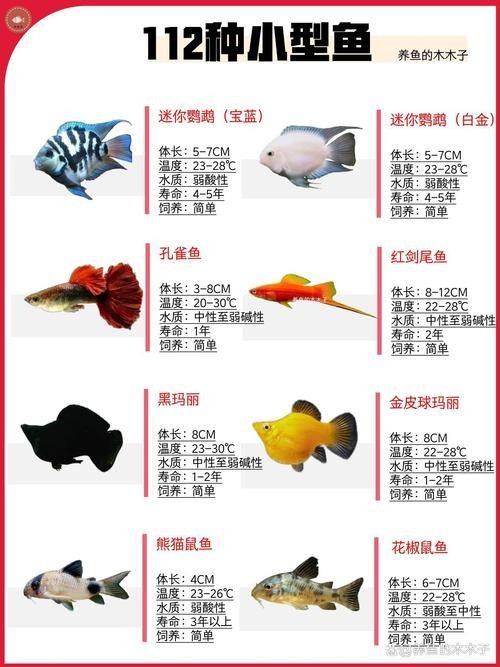 哪些因素會影響觀賞魚的價格