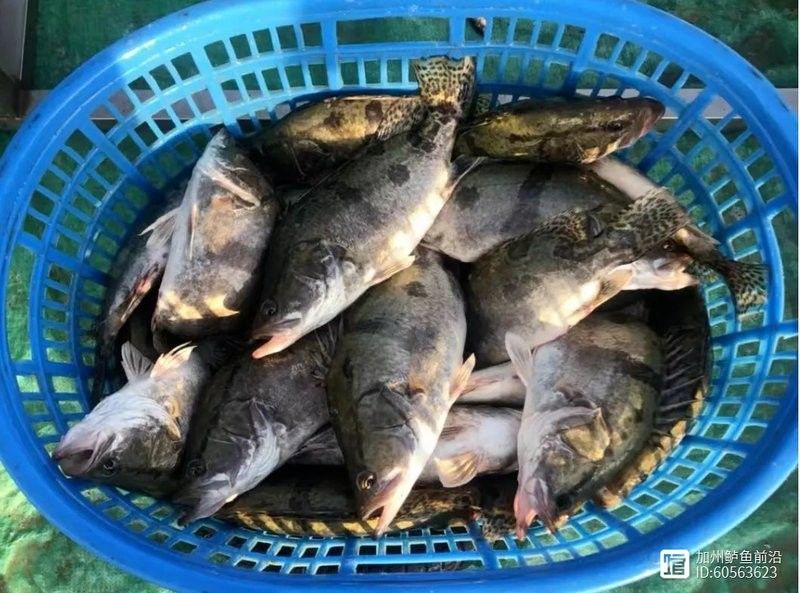 哪些因素會影響觀賞魚的價格