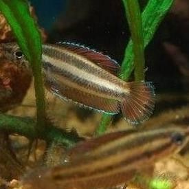 加里曼丹副斗魚如何飼養（加里曼丹副斗魚的養殖方法和注意事項和注意事項）