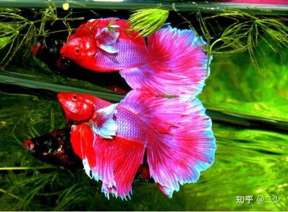 加里曼丹副斗魚如何飼養（加里曼丹副斗魚的養殖方法和注意事項和注意事項）