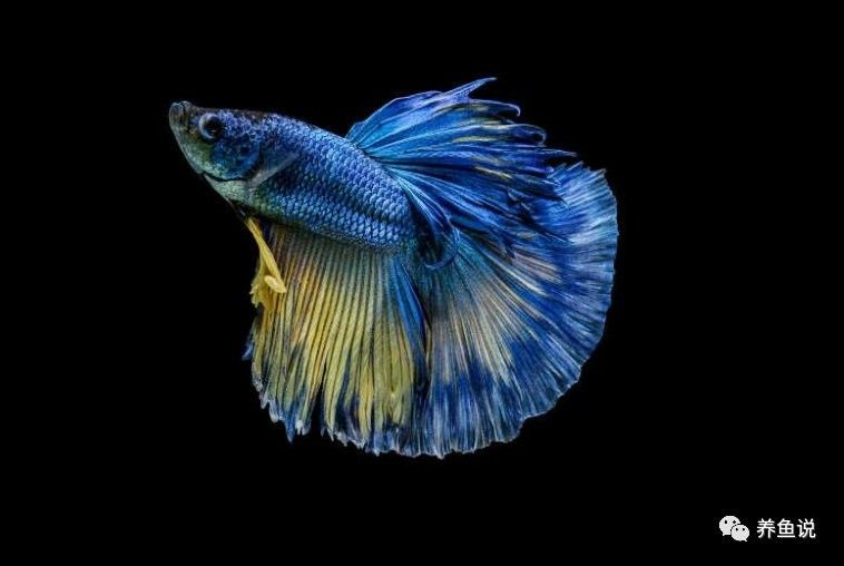 加里曼丹副斗魚如何飼養（加里曼丹副斗魚的養殖方法和注意事項和注意事項）