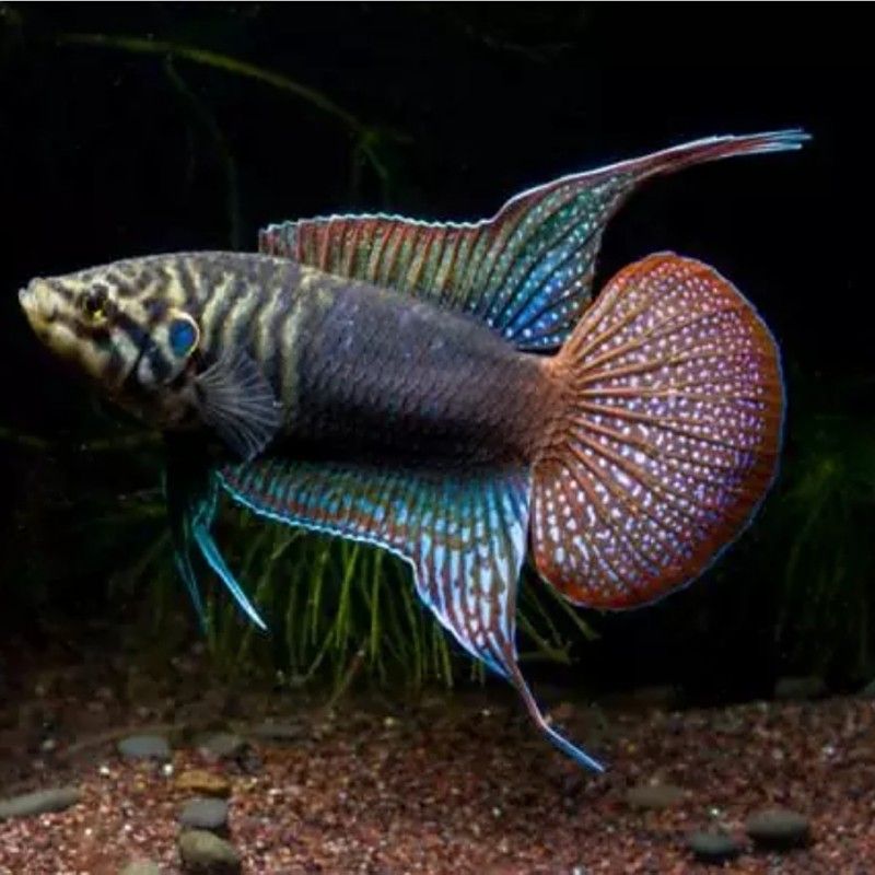 加里曼丹副斗魚如何飼養（加里曼丹副斗魚的養殖方法和注意事項和注意事項）