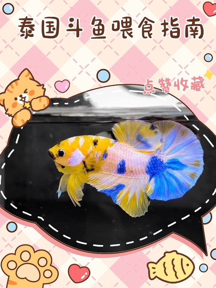 加里曼丹副斗魚如何飼養（加里曼丹副斗魚的養殖方法和注意事項和注意事項）