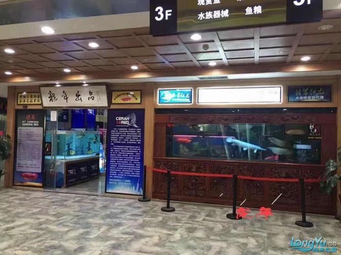 佛山哪個水族館龍魚好？祥龍魚場龍魚