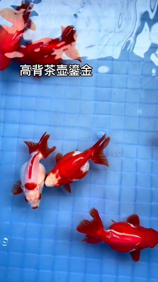 黃曼龍能和什么魚混養，黃曼龍能和什么魚混養最好，黃曼龍和什么魚混養最好，黃曼龍能和什么魚混養最好