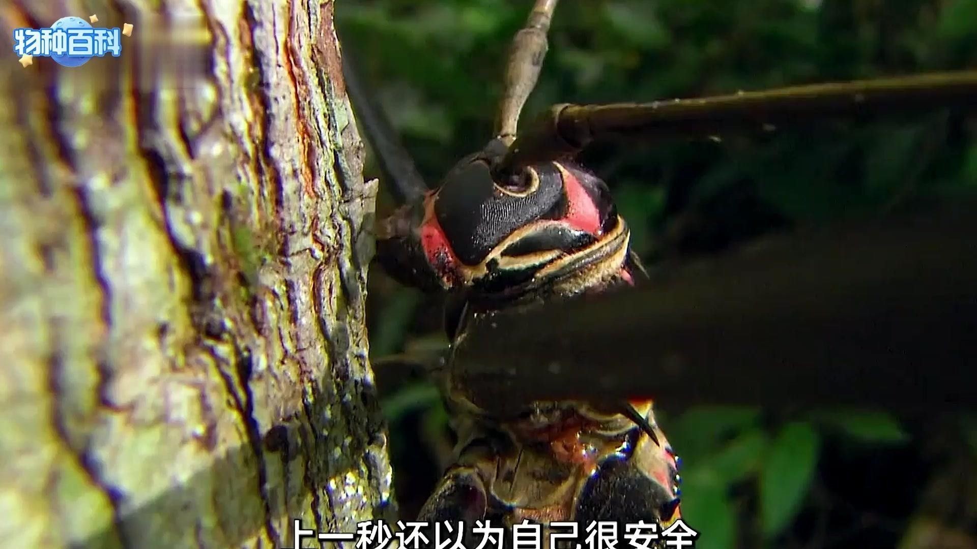 有哪些物種會捕食龍魚？（可能會捕食龍魚的常見魚類及其行為特點，新手常犯的錯誤）