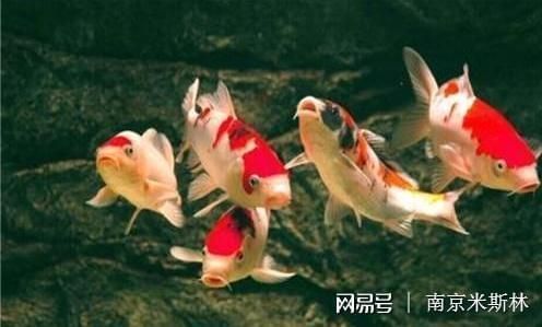 龍鳳鯉魚疾病早期癥狀，龍鳳鯉魚疾病的早期癥狀