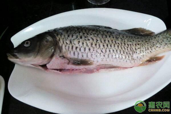 龍鳳鯉魚疾病早期癥狀，龍鳳鯉魚疾病的早期癥狀