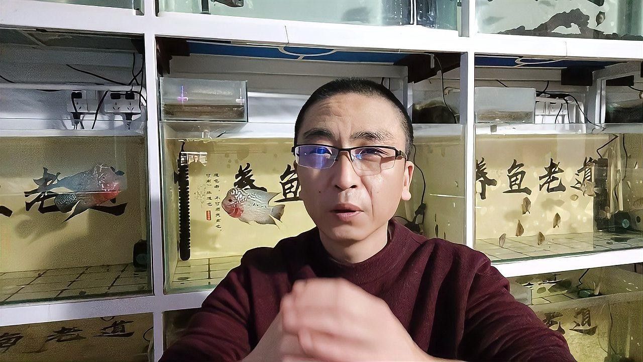 雷龍魚和斑馬狗頭哪個更適合新手？（新手養魚必知注意事項雷龍魚好養嗎經驗分享一下）