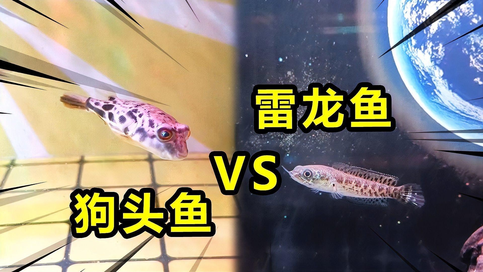 雷龍魚和斑馬狗頭哪個更適合新手？（新手養魚必知注意事項雷龍魚好養嗎經驗分享一下）
