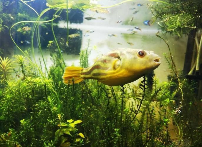 雷龍魚和斑馬狗頭哪個更適合新手？（新手養魚必知注意事項雷龍魚好養嗎經驗分享一下）