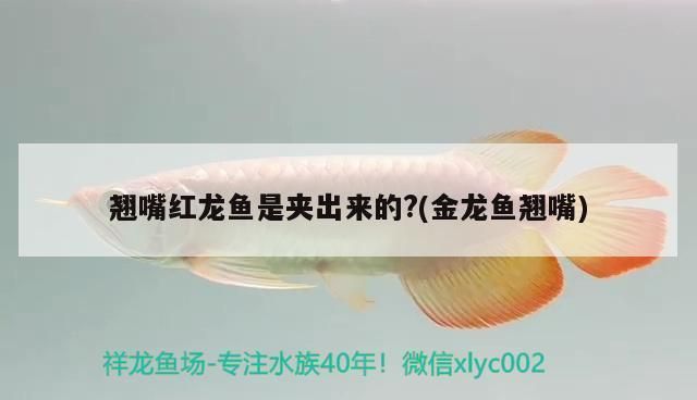 龍魚做手術麻藥放多少（麻醉藥物對龍魚有副作用嗎？）