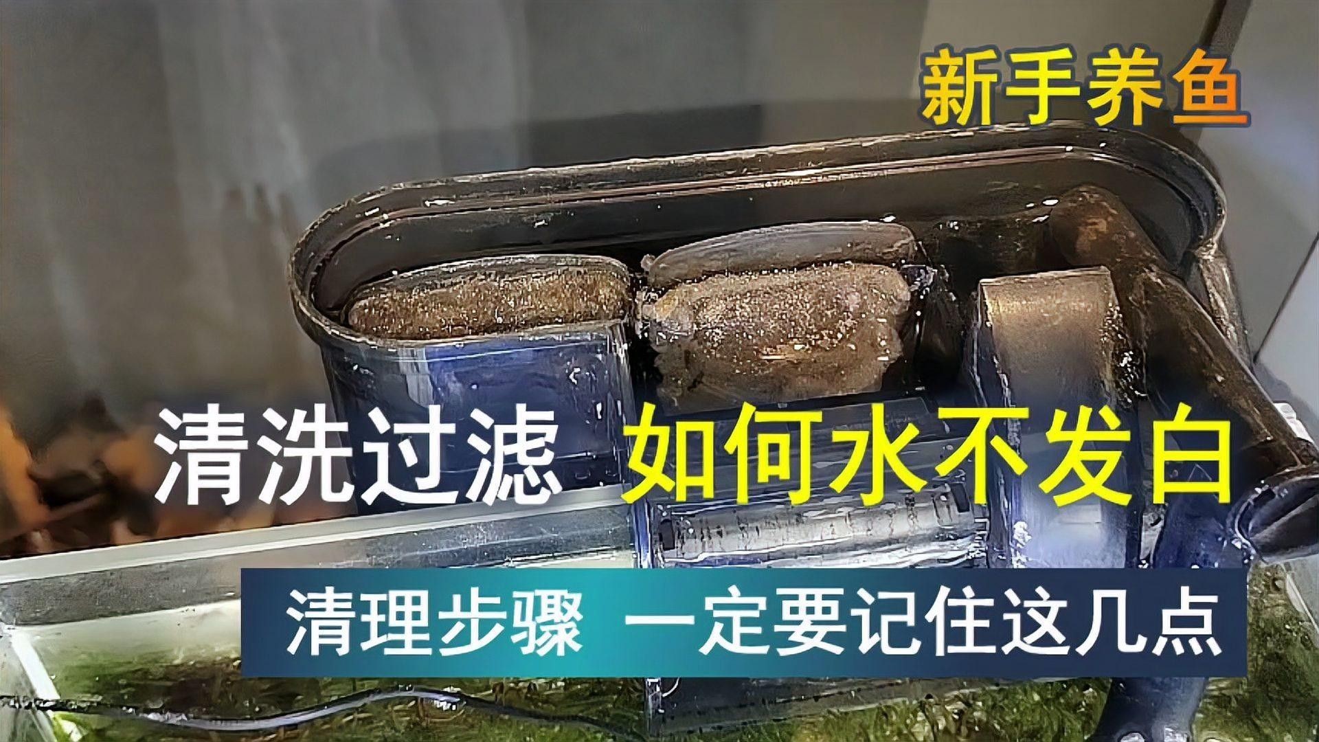 如何安裝和維護魚缸過濾器？（和維護魚缸過濾器是確保水質清潔和魚類健康關鍵步驟）