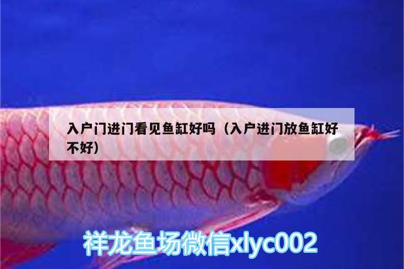 入戶門進(jìn)門看見(jiàn)魚缸好嗎（入戶進(jìn)門放魚缸好不好）（入戶門進(jìn)門見(jiàn)魚缸好嗎，進(jìn)門見(jiàn)魚缸好嗎，）