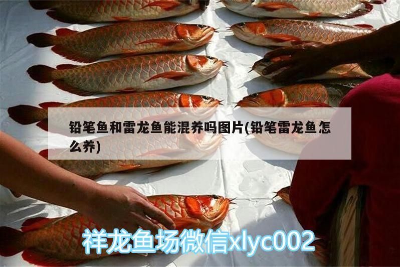 鉛筆魚和雷龍魚能混養嗎圖片(鉛筆雷龍魚怎么養)（鉛筆魚和雷龍魚能混養嗎）