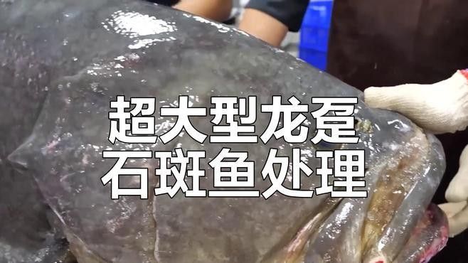 如何處理龍躉魚的魚皮（如何處理和保存龍躉魚的魚皮）
