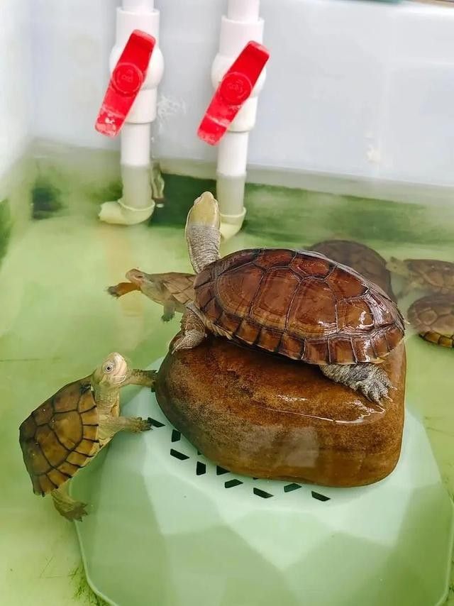 哪些寵物停食期間必須加溫？（寵物停食期間必須加溫的寵物包括：貓：由于貓的體溫調節能力較差）