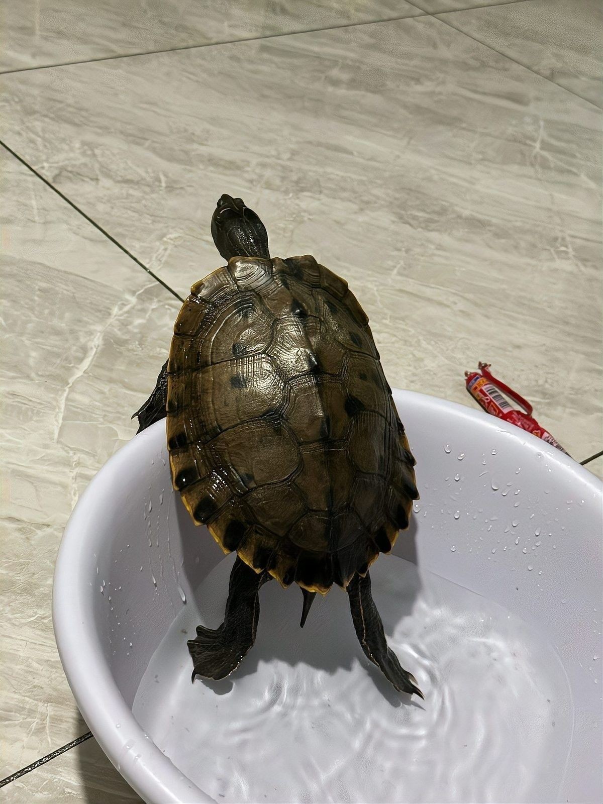 哪些寵物停食期間必須加溫？（寵物停食期間必須加溫的寵物包括：貓：由于貓的體溫調節能力較差）