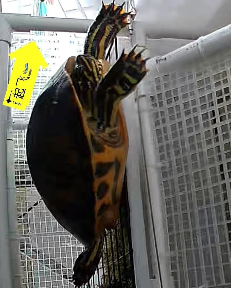 哪些寵物停食期間必須加溫？（寵物停食期間必須加溫的寵物包括：貓：由于貓的體溫調節能力較差）