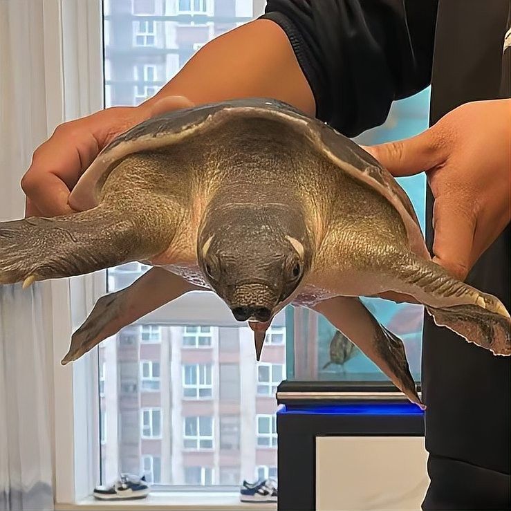 哪些寵物停食期間必須加溫？（寵物停食期間必須加溫的寵物包括：貓：由于貓的體溫調節能力較差）