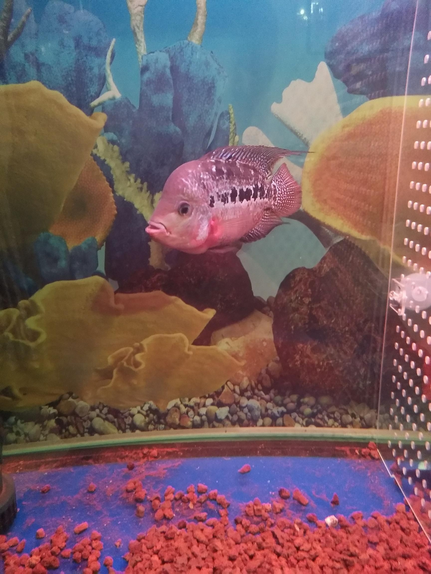 嘉峪關觀賞魚市場新手大神指教（嘉峪關觀賞魚市場新手大神指導）