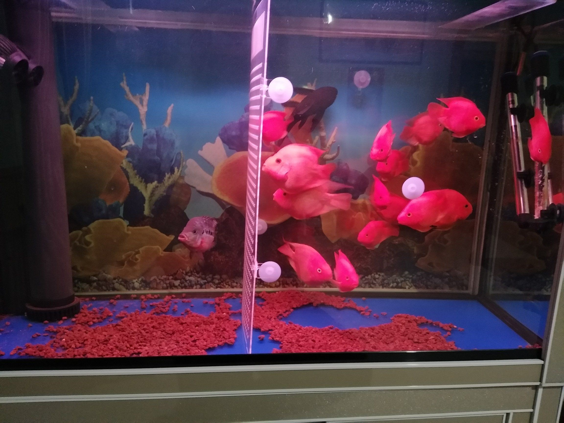 嘉峪關觀賞魚市場新手大神指教（嘉峪關觀賞魚市場新手大神指導）