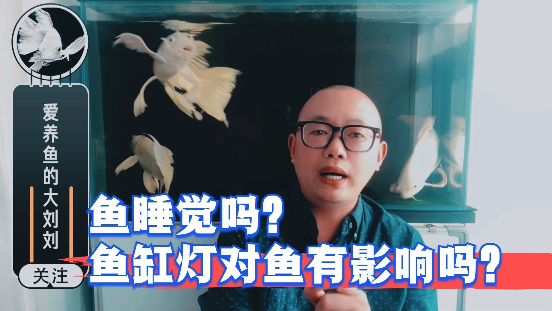 魚缸夜燈會影響魚休息嗎（魚缸夜燈會影響魚的休息嗎）