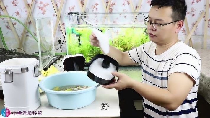 美麗硬仆骨舌魚（美麗硬仆骨舌魚，）