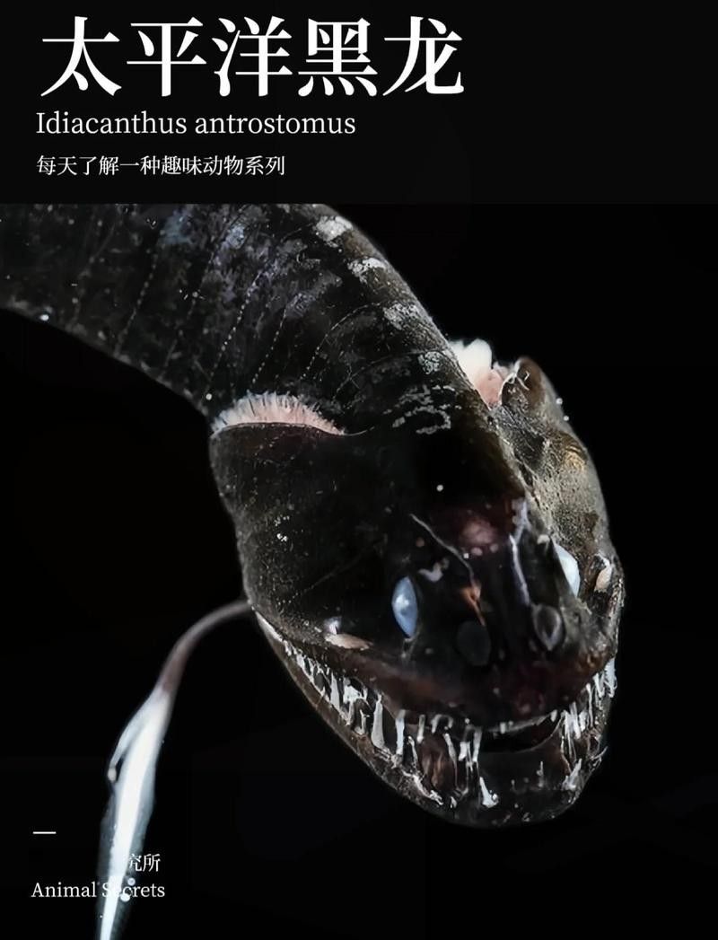 深海黑龍魚的生活習性（深海黑龍魚的生活習性與形態特征均高度適應黑暗環境）