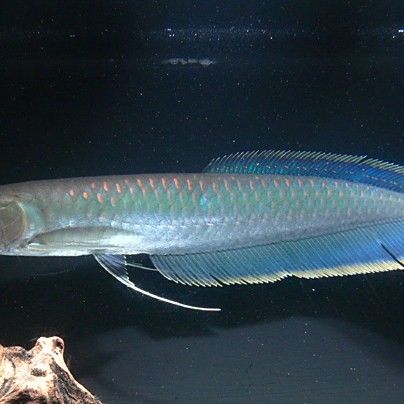 深海黑龍魚的生活習性（深海黑龍魚的生活習性與形態特征均高度適應黑暗環境）