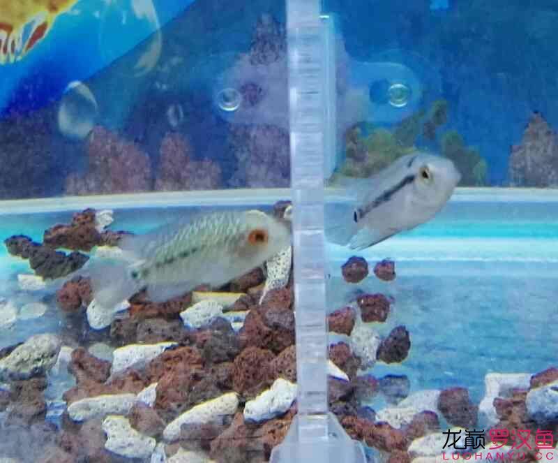 弄倆苗被坑了（“弄倆苗被坑了”暗示著某人在嘗試種植或購買植物時遭遇了不良經歷）
