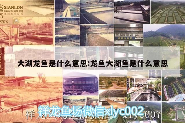 大湖龍魚是什么意思:龍魚大湖魚是什么意思（大湖紅龍魚和大湖龍魚是什么意思，大湖龍魚是什么意思）