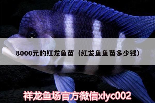 8000元的紅龍魚苗（紅龍魚魚苗多少錢）（8000元的紅龍魚苗多少錢、8000元的紅龍魚苗多少錢）
