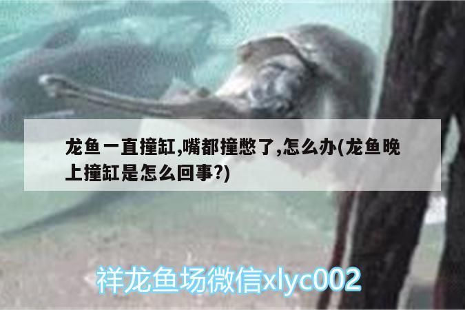 龍魚一直撞缸,嘴都撞憋了,怎么辦(龍魚晚上撞缸是怎么回事?)（龍魚一直撞缸，嘴都撞憋了怎么辦，龍魚撞缸是怎么回事）