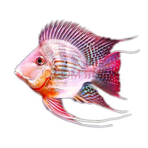 保亭黎族苗族哪個水族館龍魚好？祥龍魚場龍魚