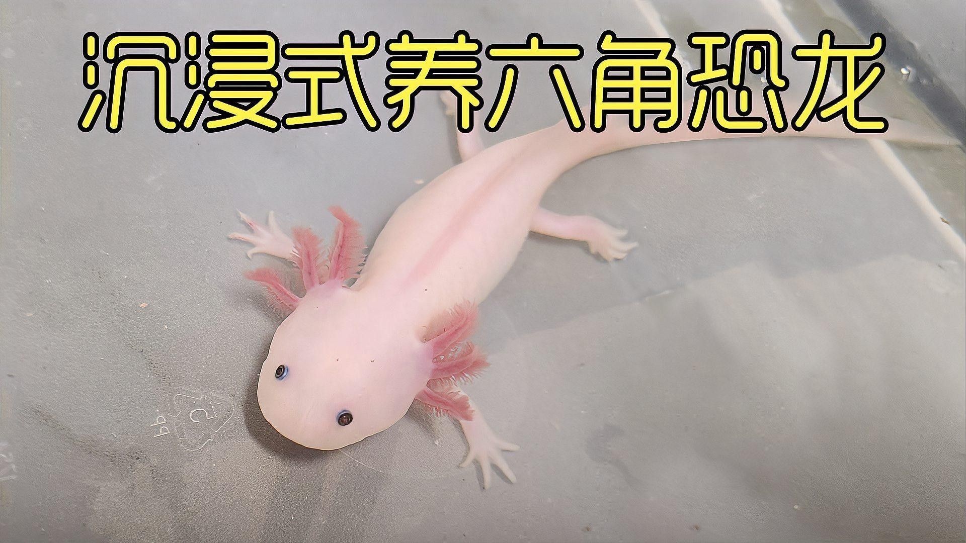 六角恐龍魚冬眠時如何照顧？（六角恐龍魚冬眠時如何照顧六角恐龍魚在冬眠期間的照顧方法）