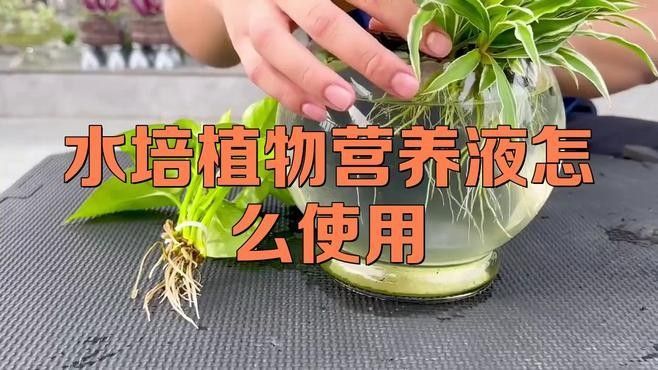 龍魚缸植物施肥頻率（龍魚缸中植物的施肥頻率需根據(jù)植物類型、生長階段及水質(zhì)條件綜合調(diào)整） 龍魚缸植物施肥頻率（龍魚缸中植物的施肥頻率需根據(jù)植物類型、生長階段及水質(zhì)條件綜合調(diào)整） 龍魚百科 第1張