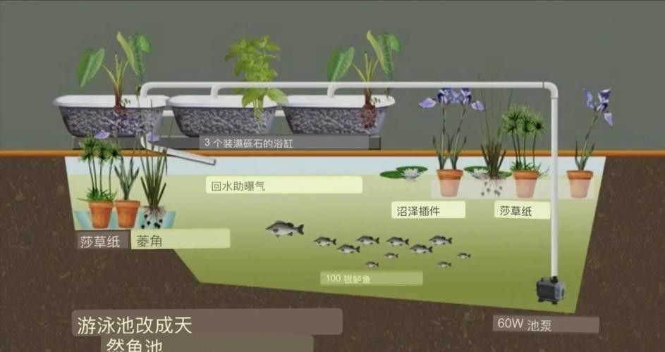 混養時如何避免食人魚攻擊龍魚（如何避免食人魚攻擊龍魚）