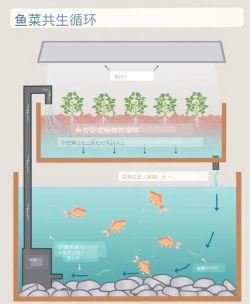 混養時如何避免食人魚攻擊龍魚（如何避免食人魚攻擊龍魚）