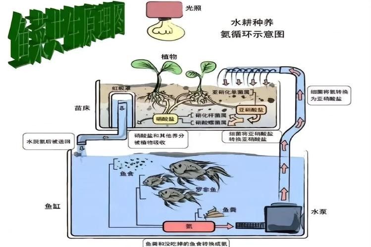 混養時如何避免食人魚攻擊龍魚（如何避免食人魚攻擊龍魚）